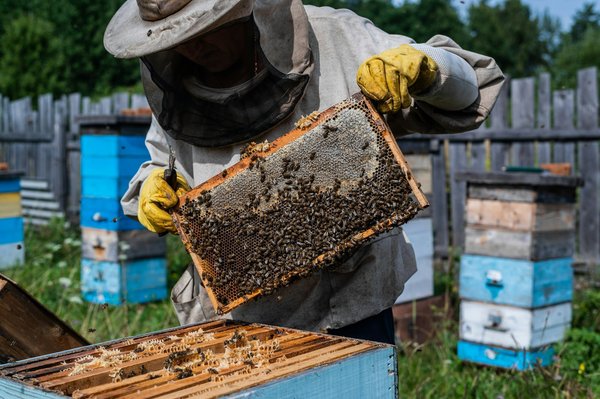 Quels sont les meilleurs endroits pour une initiation à l'apiculture en Slovénie ?
